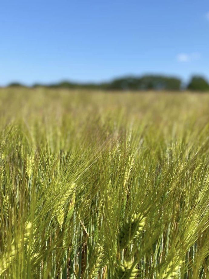 Kruisberghoeve akker graan